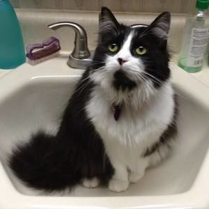 Meet your Posher, Tamra